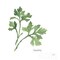 Italian Parsley v2 Poster Print by Chris Paschke - Item # VARPDX28466